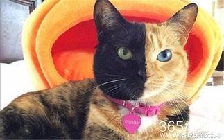 娱乐吃瓜君猫神